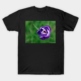 Single purple crocus T-Shirt